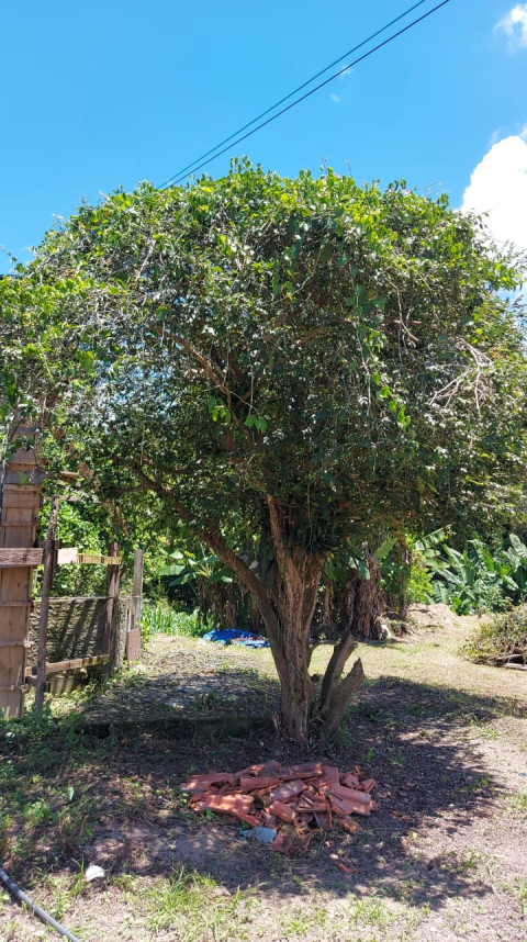 Pé de jabuticaba a venda